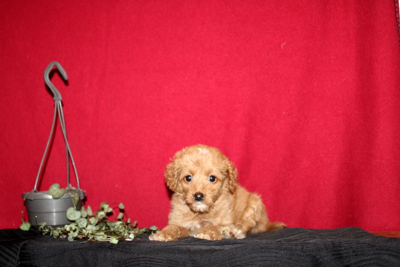 puppy, for, sale, Mini GoldenDoodle F2BB, Matthew B. Stoltzfus, dog, breeder, Gap, PA, dog-breeder, puppy-for-sale, forsale, nearby, find, puppyfind, locator, puppylocator, aca
